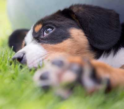 Pepper as a baby