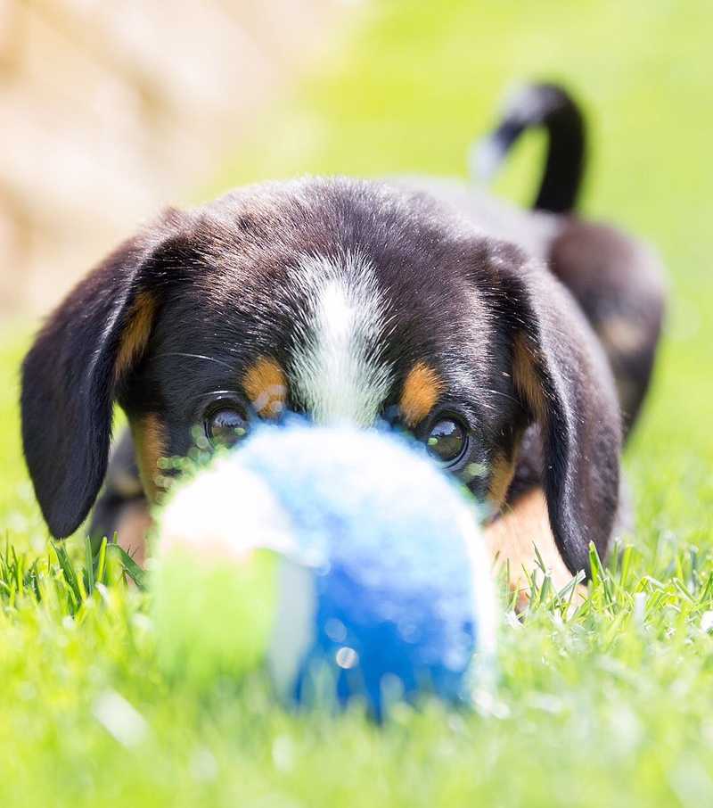 Pepper as a baby